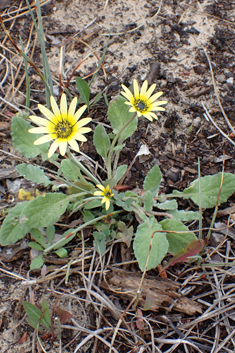 Plain Treasureflower