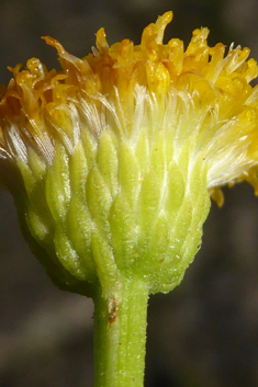 Shrub Goldilocks