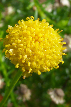 Shrub Goldilocks