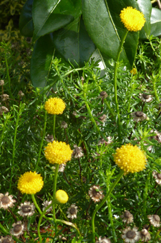 Shrub Goldilocks