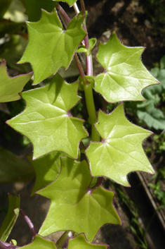 German-ivy