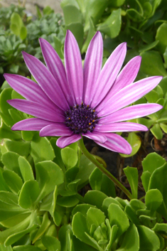Cape Daisy