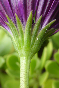 Cape Daisy