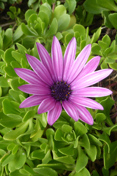 Cape Daisy