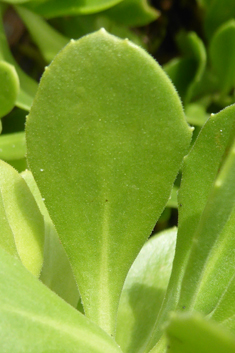 Cape Daisy