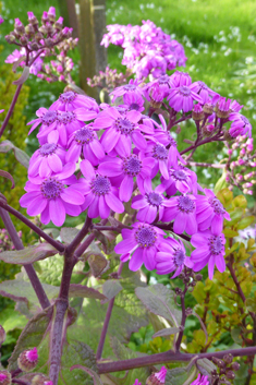 Cineraria