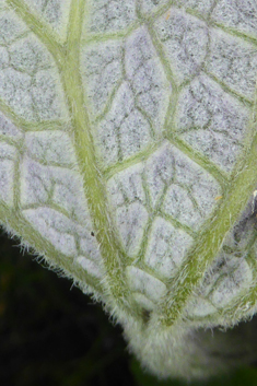 Cineraria