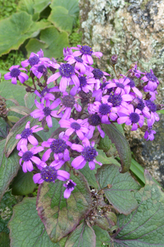 Cineraria