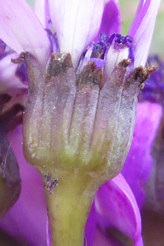 Cineraria