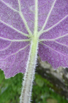 Cineraria