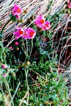 Purple Ragwort