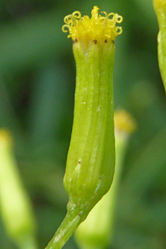 Toothed Burnweed