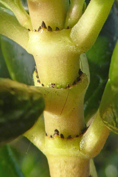 Tree Bedstraw