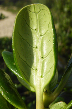 Tree Bedstraw