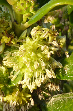 Tree Bedstraw