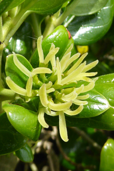 Tree Bedstraw