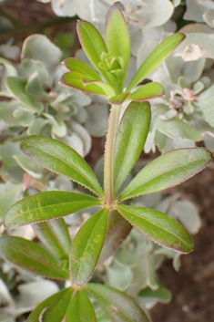 Wild Madder