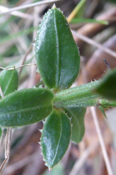 Wild Madder
