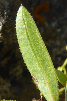 Wild Madder