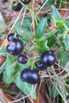 Wild Madder