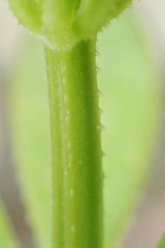 Wild Madder