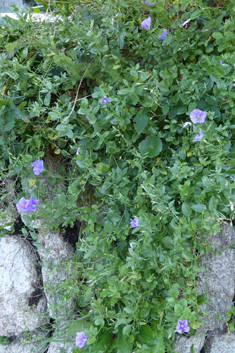 Ground Blue Convolvulus