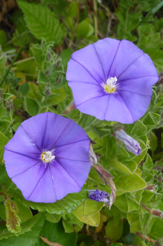 Ground Blue Convolvulus