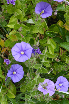 Ground Blue Convolvulus