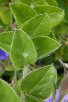 Ground Blue Convolvulus
