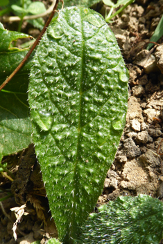 Slender Borage