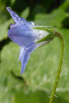 Slender Borage