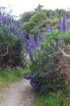 Pride-of-Madeira