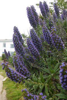 Pride-of-Madeira