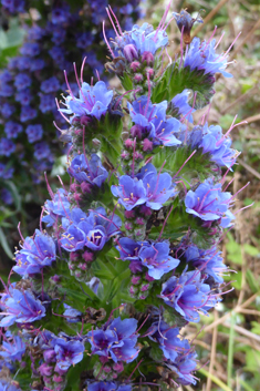 Pride-of-Madeira