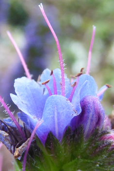 Pride-of-Madeira