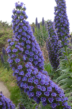 Pride-of-Madeira