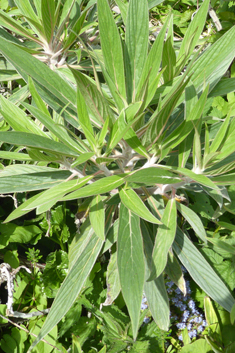 Webb's Viper's-bugloss