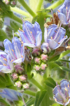 Webb's Viper's-bugloss