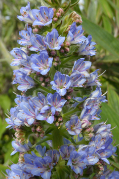Webb's Viper's-bugloss