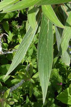 Webb's Viper's-bugloss