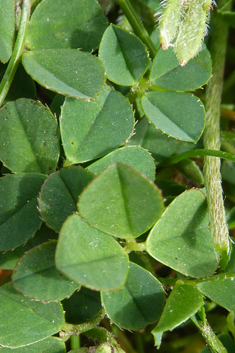 Western Clover