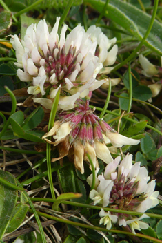 Western Clover