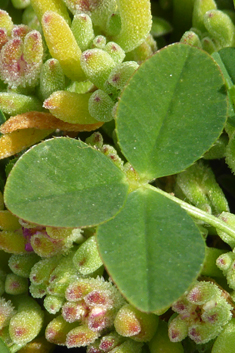 Western Clover