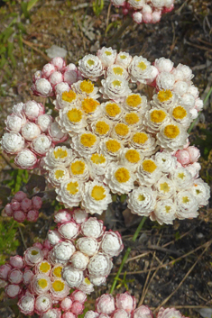 Strawberry Everlasting