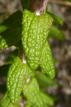 Strawberry Everlasting