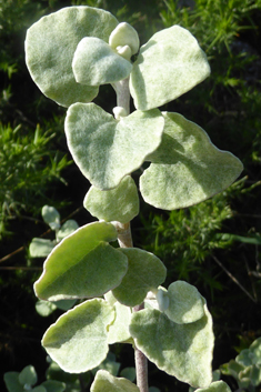 Silver-bush Everlastingflower