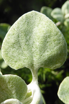 Silver-bush Everlastingflower