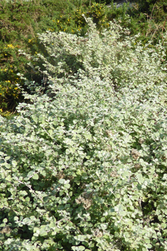 Silver-bush Everlastingflower