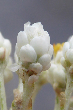 Silver-bush Everlastingflower