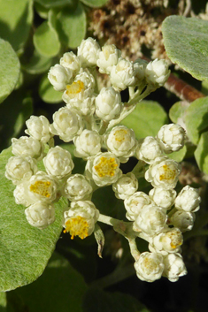 Silver-bush Everlastingflower